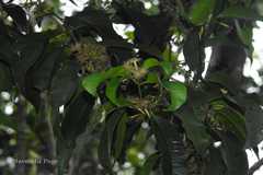 Syzygium leptanthum